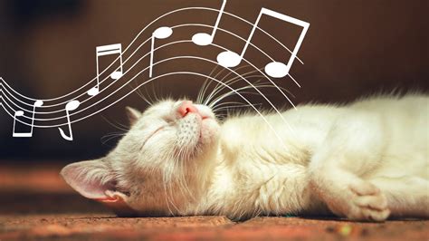 Does Music Calm Cats: A Diverse Exploration of Feline Music Interaction